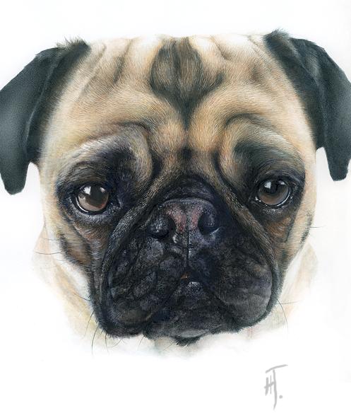 497x591 Pug, Xpost To Watercolor