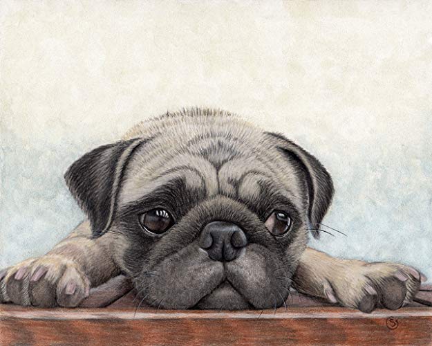 625x500 Pug Dog Fawn Puppy Pup 8x10 Painting Watercolor