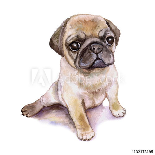 500x500 Watercolor Closeup Portrait Of Chinese Wrinkled Pug Dog Puppy