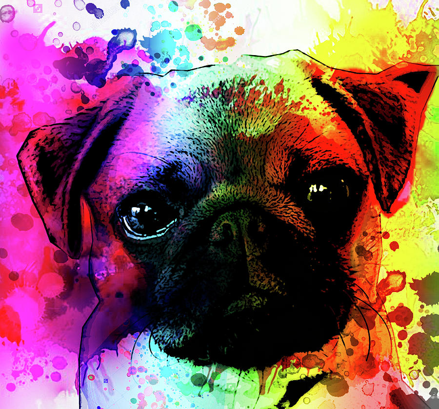 900x839 Giant Pug Watercolor Print Painting By Robert R Splashy Art