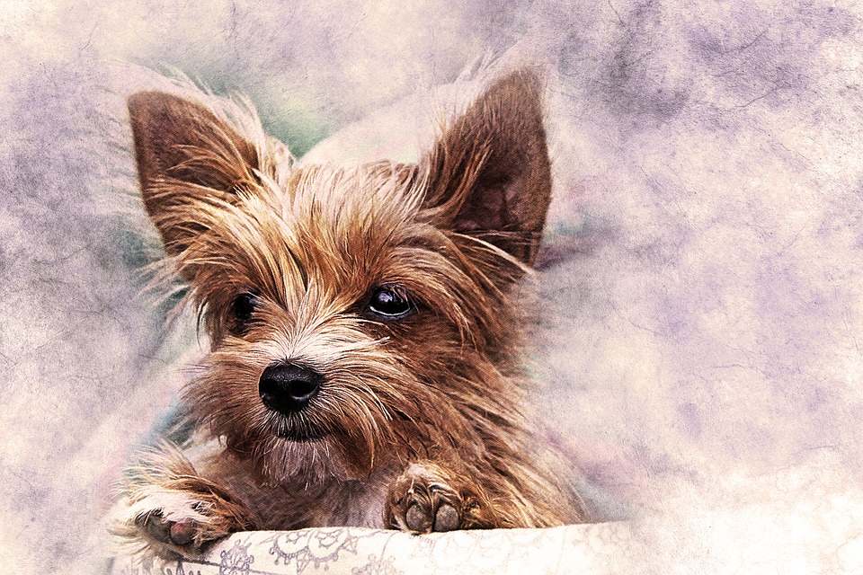 960x640 Free Photo Nature Dog Art Pet Watercolor Puppy Abstract