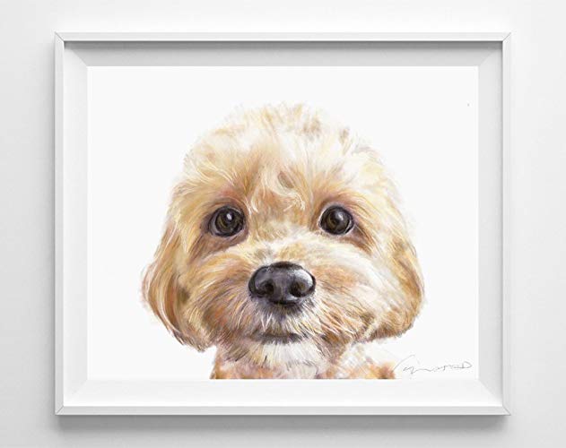 631x500 Cavoodle Watercolor Painting