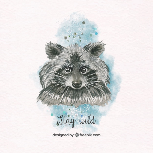 626x626 Pretty Watercolor Raccoon Vector Free Download