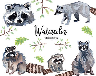 340x270 Raccoon Watercolor Etsy