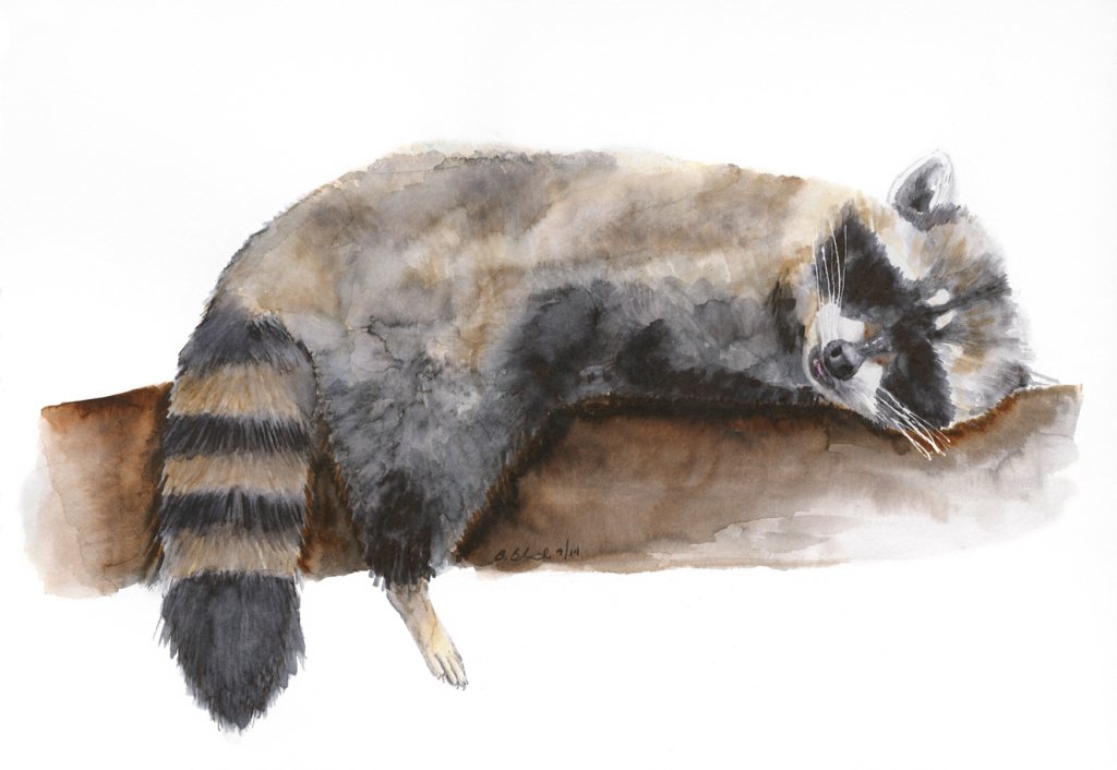 1024x706 The Raccoon Art Watercolor That Surprised Me
