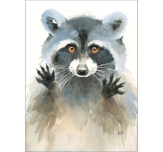 570x529 Watercolor Raccoon