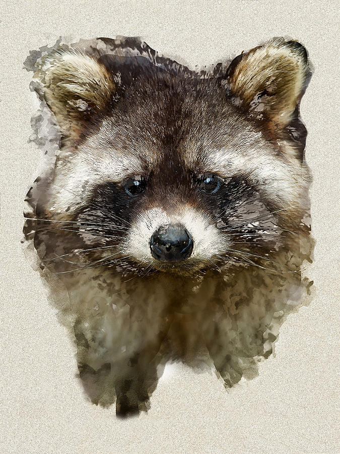 675x900 Watercolor Raccoon Painting By Elaine Plesser