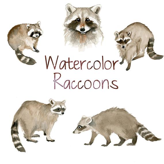 570x570 Watercolor Raccoons Animal Clip Art Nature Clipart Forest Etsy