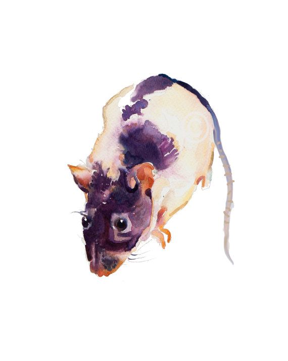 570x713 Rat