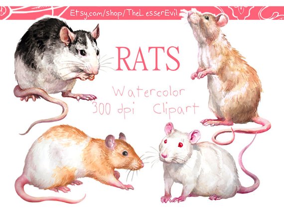 570x428 Rats Clipart Digital Watercolor Illustration Rat Clip Art Etsy