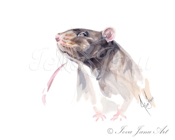 570x456 Watercolor Rat Painting Digital Download Jpg Printable Etsy