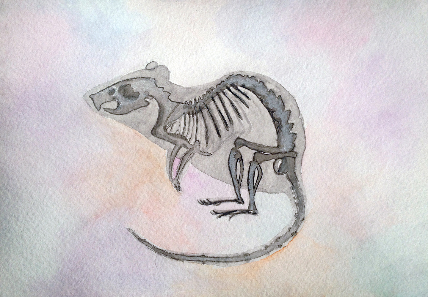 1439x1000 Watercolor Painting, Rat Anatomy Skeleton, Anatomy Art, Mouse Art