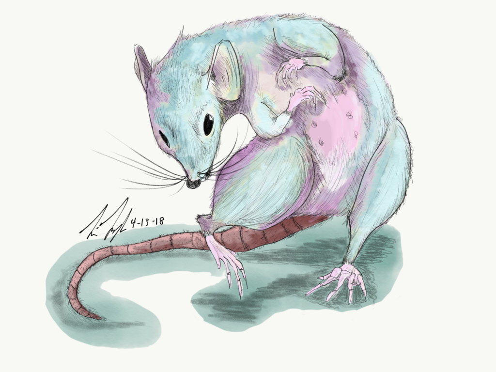1024x768 Watercolor Rat By Fancyratpad
