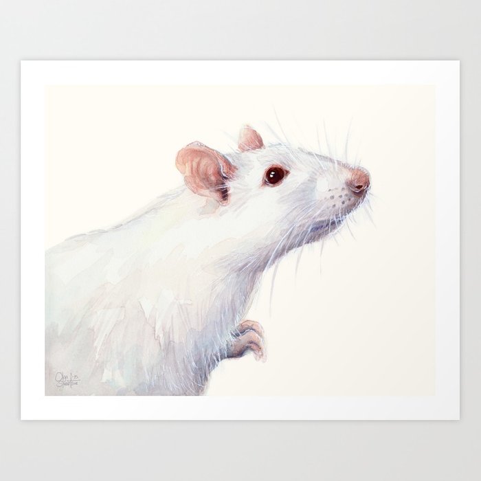 700x700 White Rat Watercolor Albino Rat Animal Art Print By Olechka Society6