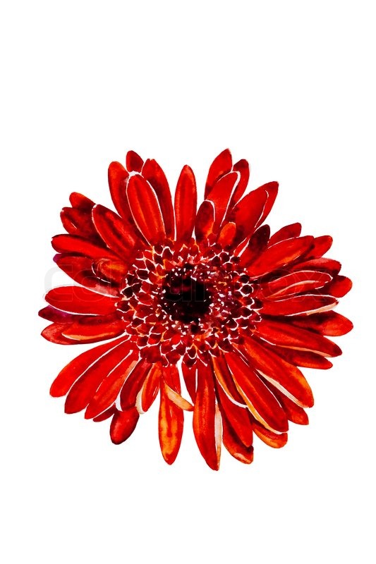 533x800 Red Dahlia Flower Head Watercolor Stock Photo Colourbox