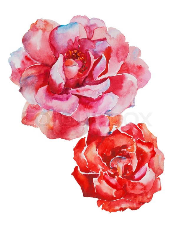 601x800 Two Pink And Red Roses Flowers Original Watercolor Art Isolated On