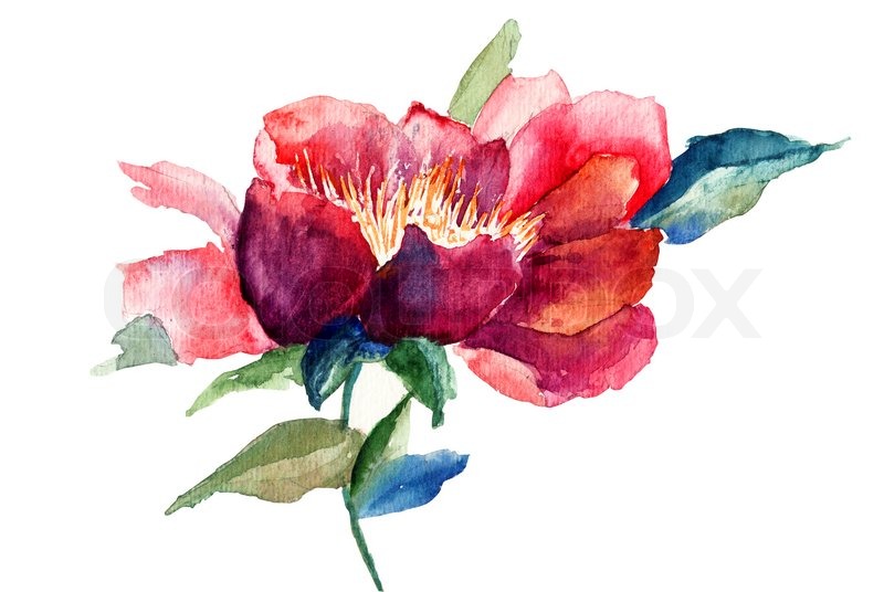 800x536 Decorative Red Flower, Watercolor Illustration Stock Photo