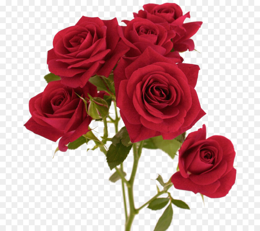 900x800 Red Flower Color