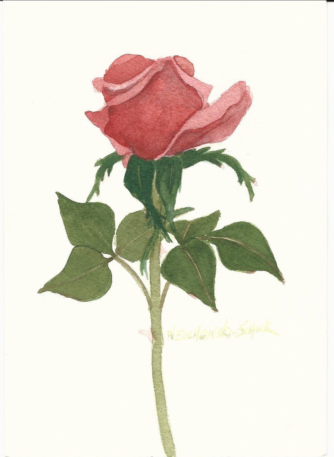 1085x1483 Red Rose 5 X 7 Original Watercolor The Flowers Are
