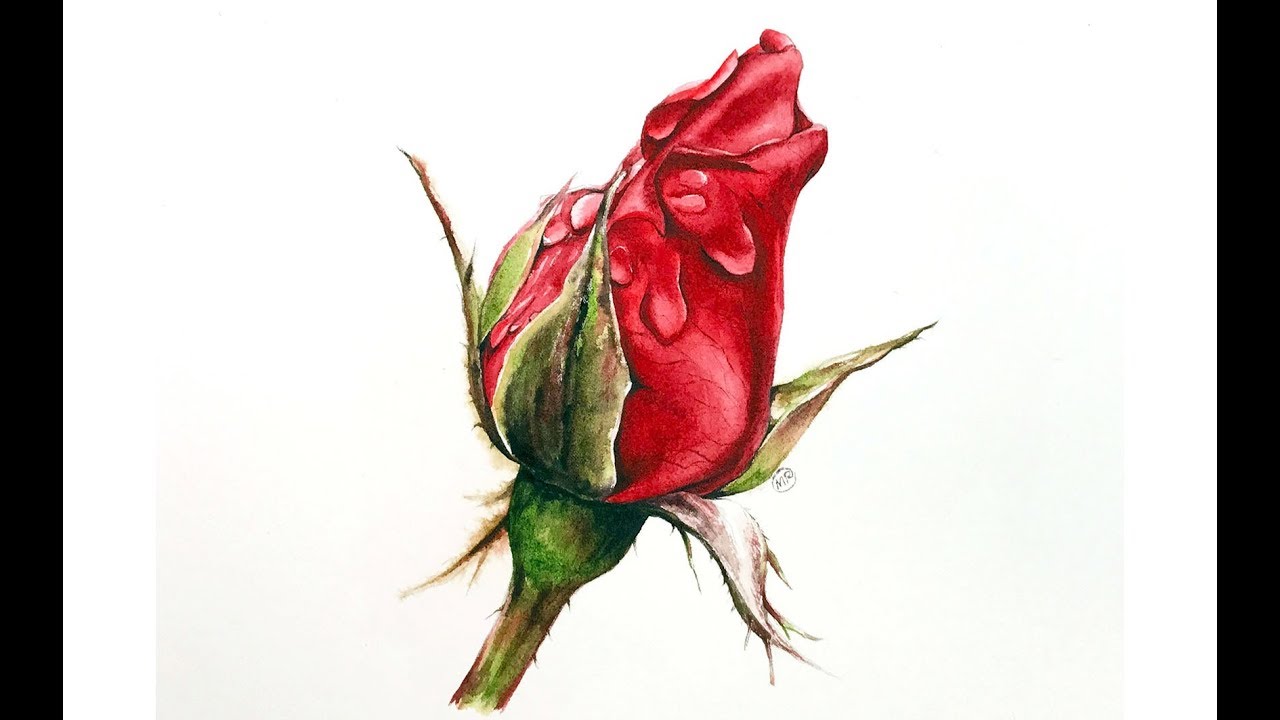 1280x720 Red Rose In Watercolors Painting Tutorial