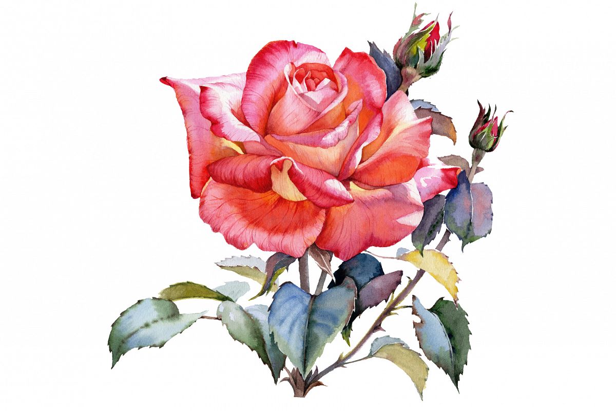 1200x800 Red Rose Realistic Png Watercolor Set B Design Bundles