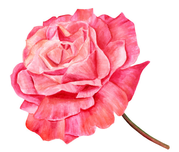 600x509 Red Rose Watercolor Vector Free Download
