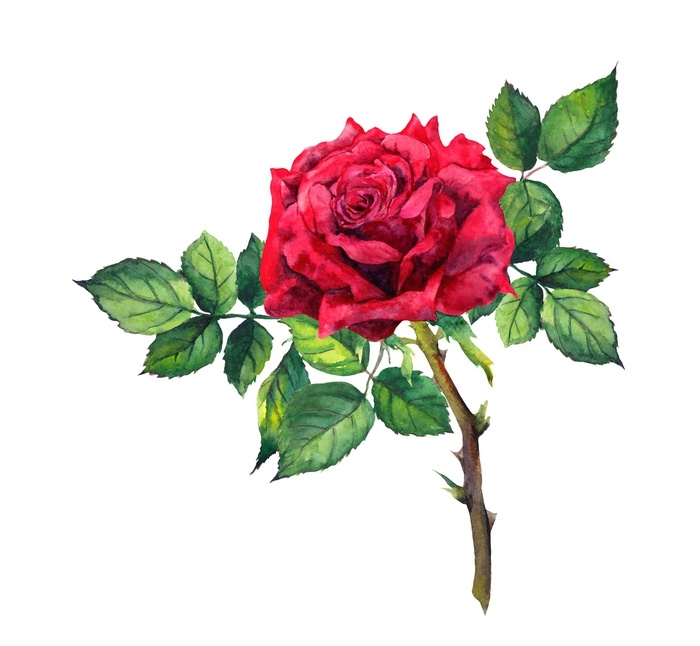 700x646 Red Rose Flower