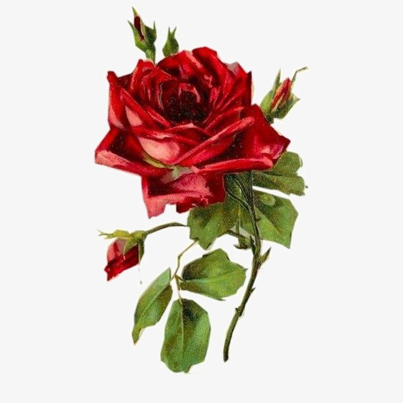 564x564 Rose, Rose Clipart, Hand Painted Roses, Watercolor Roses Png Image