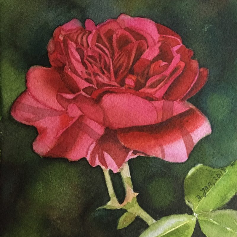 800x802 Small Red Rose Painting