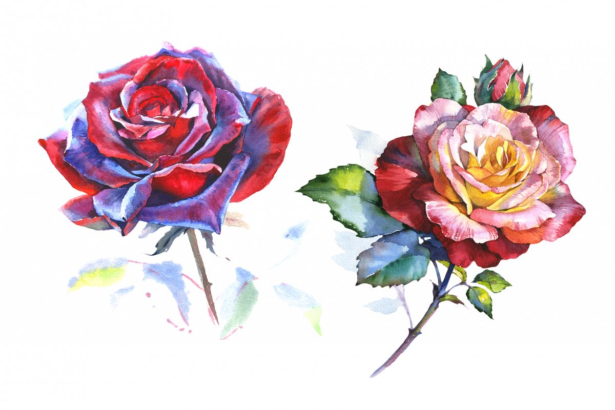 1200x800 Stunning Big Red Rose Png Watercolor Set