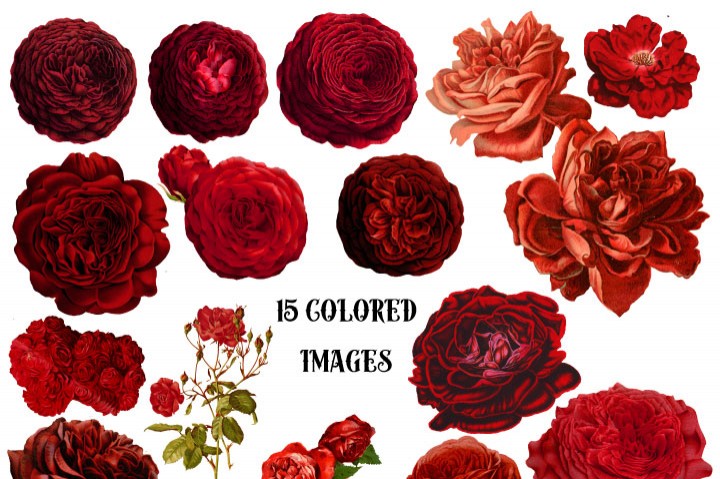 720x479 Vintage Watercolor Red Roses Clipart By Verdigris Studios