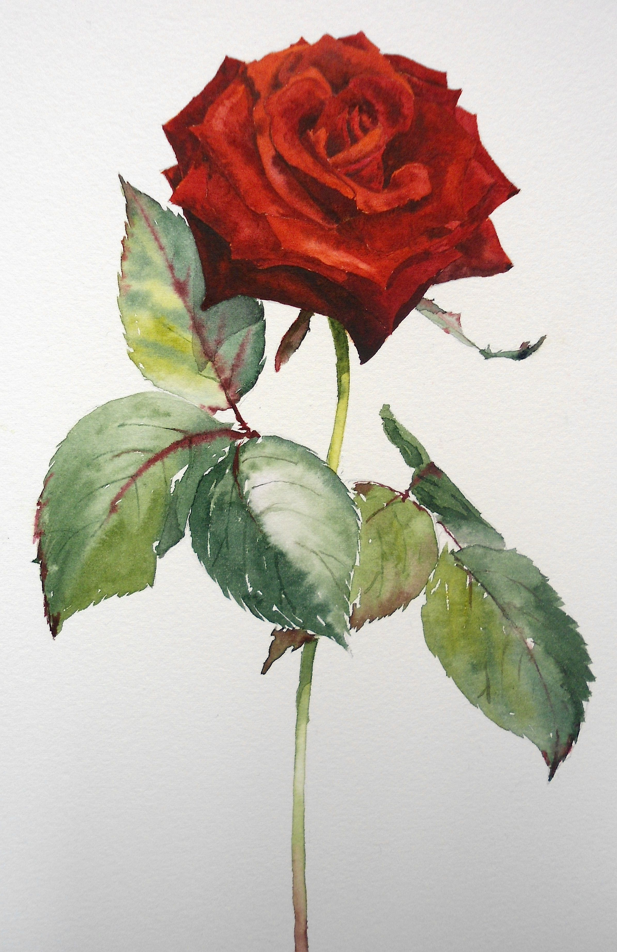 2381x3673 Watercolor Paintings Of Roses Learn How To Paint This Stunning Red
