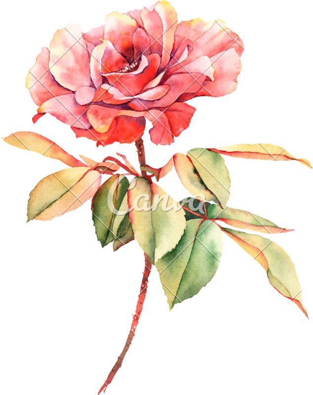 634x800 Watercolor Red Rose Flower