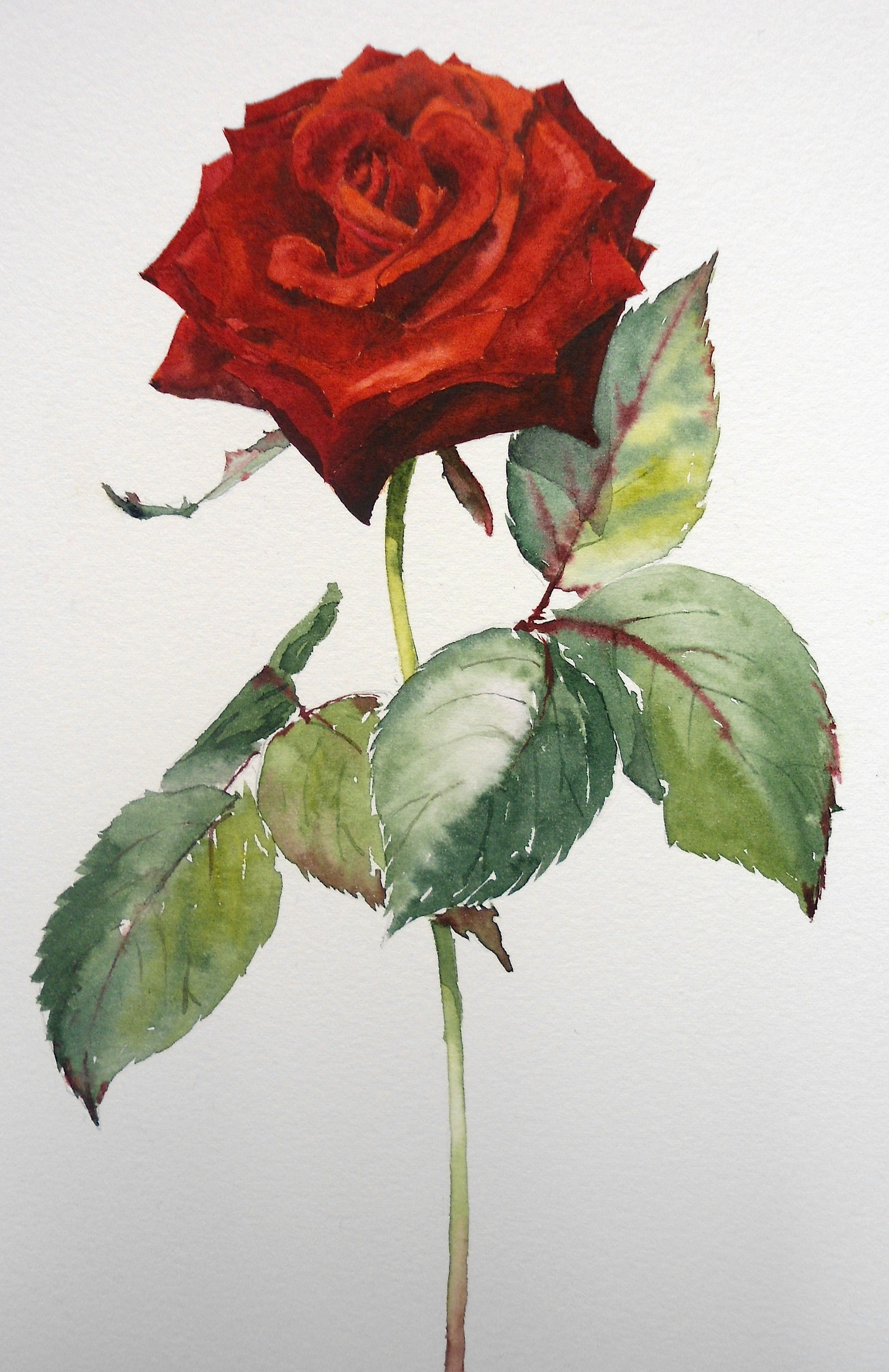 2381x3673 Learn How To Paint This Stunning Red Rose In Watercolour With Sian