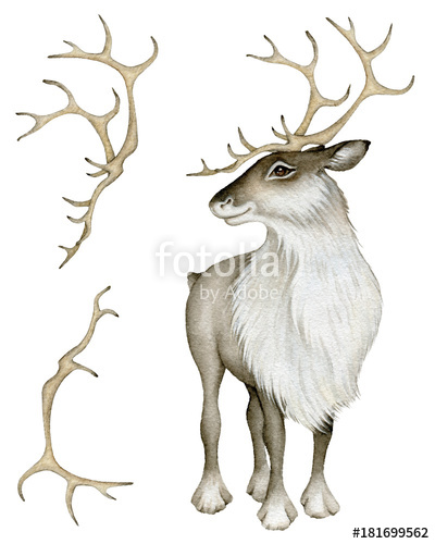 400x500 Watercolor Reindeer And Horns On White Background Stock Photo And