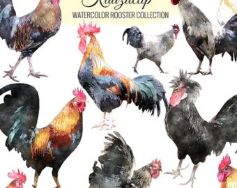 340x270 Rooster Watercolor Etsy