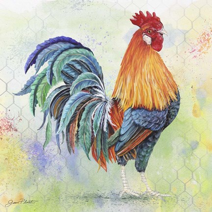 432x432 Watercolor Rooster