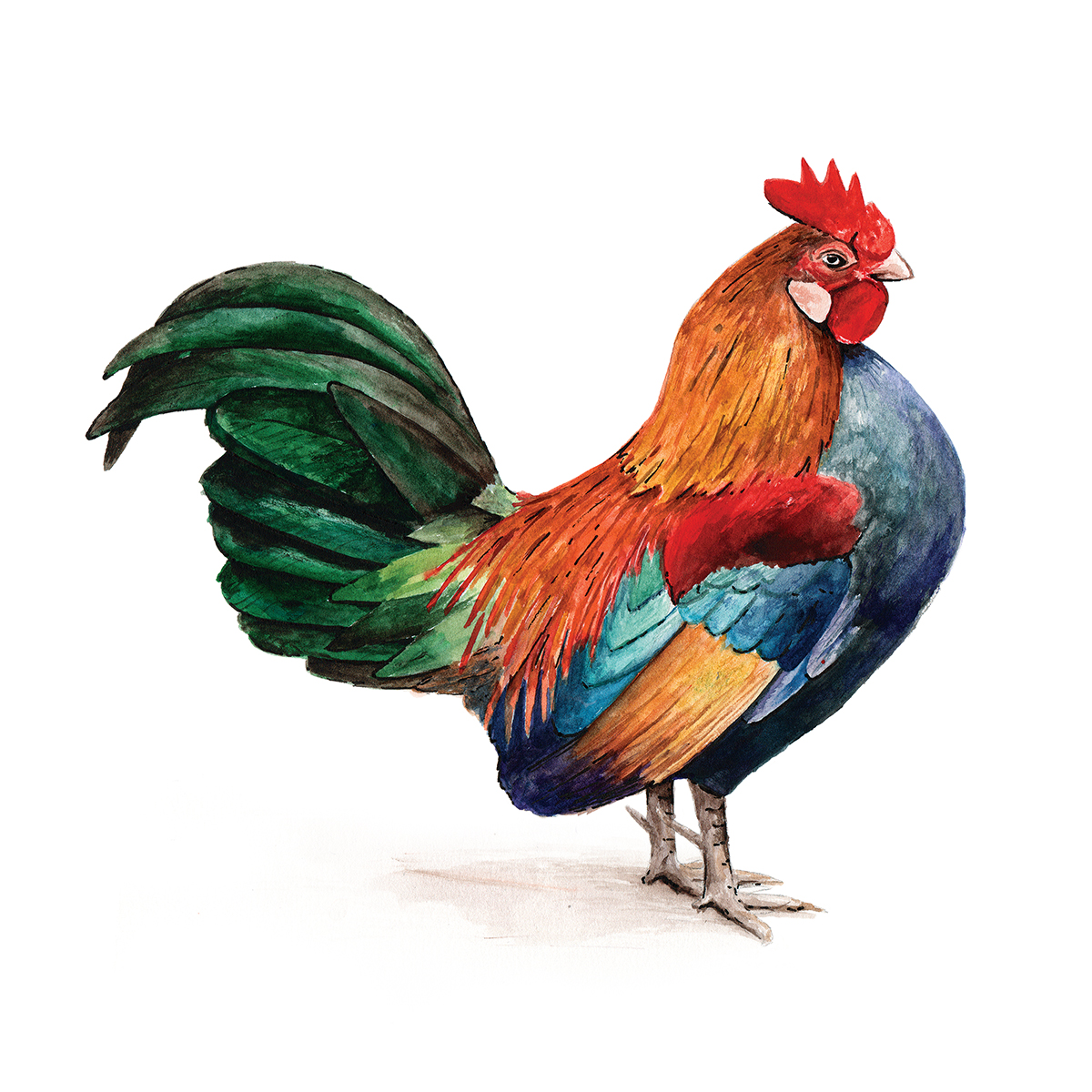 1200x1200 Watercolor Rooster