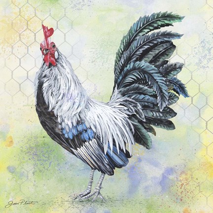 432x432 Watercolor Rooster