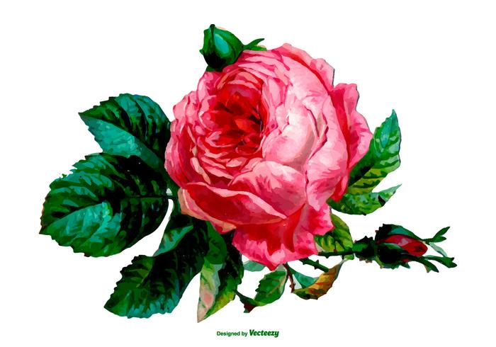 700x490 Vector Watercolor Rose Illustration