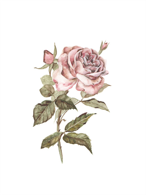 498x664 Watercolor Rose Painting