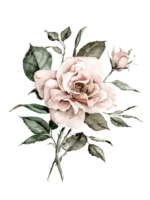 498x664 Faded Watercolor Rose Painting