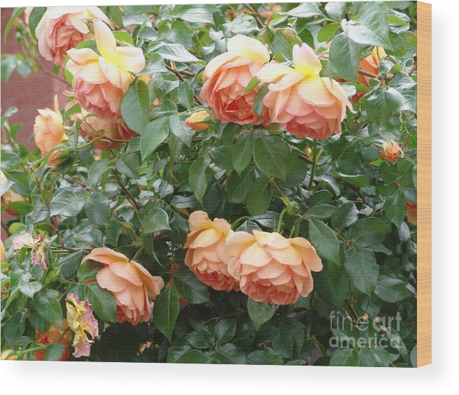 656x565 Pat Austin Rose Bush Wood Print By Rod Ismay