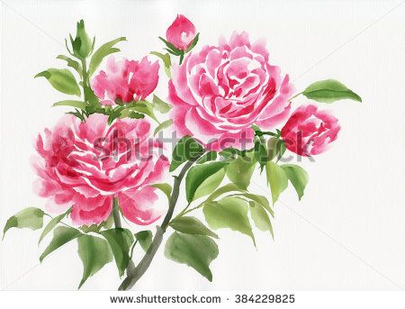 450x343 Pink Rose Bush Original Watercolor Painting On White Background
