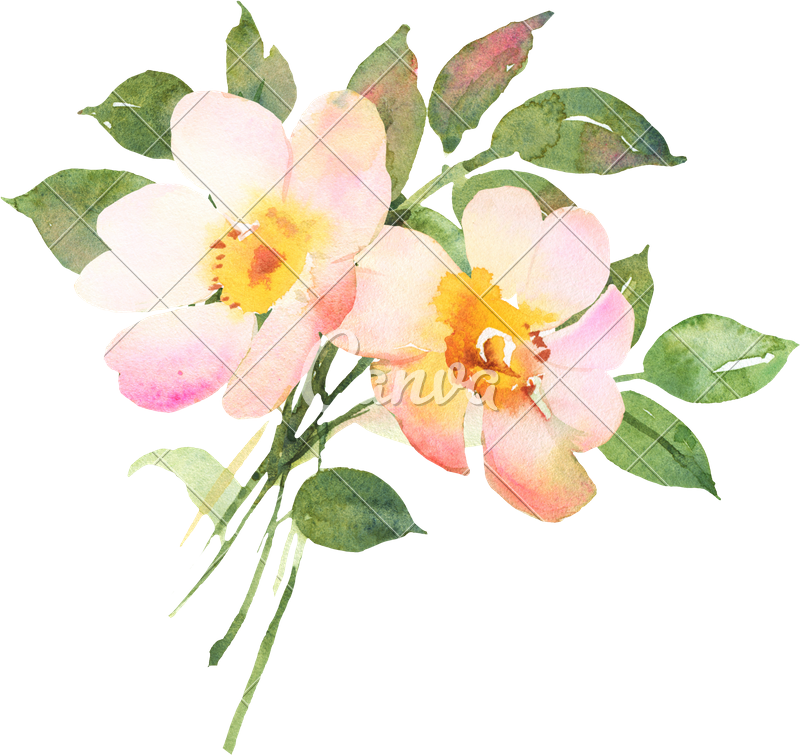 800x755 Rose Bush In Blossom Watercolor Illustratiion