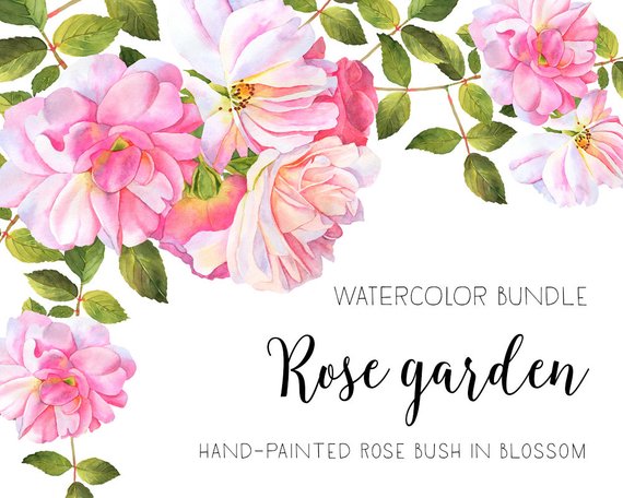 570x456 Roses Watercolor Clipart Flower Clipart Watercolor Roses Etsy
