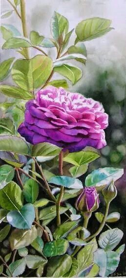 258x567 Watercolor Rose Bush Garden Pink Fuchsia Love Watercolors