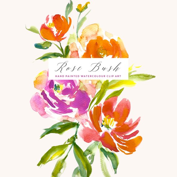 570x570 Watercolour Flower Clipart Rose Bush Etsy