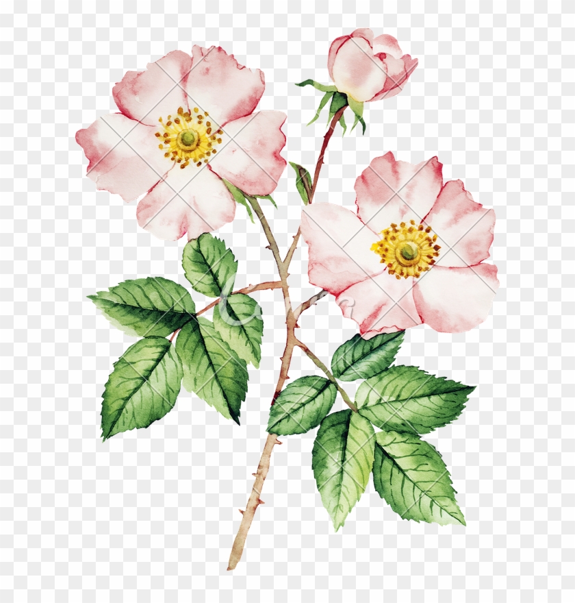 840x880 Botanical Wild Rose Flower Watercolor