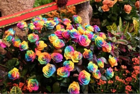 450x301 Buy Watercolor Rose Bush Flower Seeds Packet Pre Stratisfied In